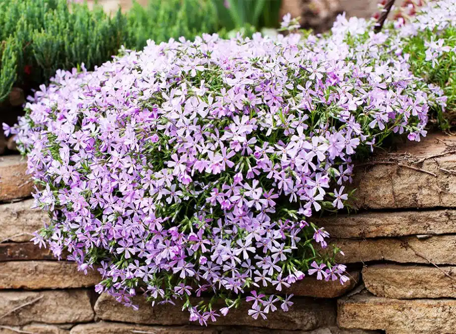 10 plantes vivaces à suspendre pour embellir vos jardinières