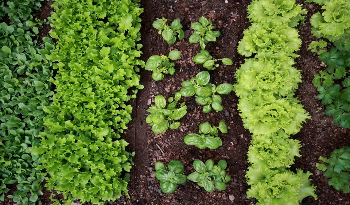 cultiver des fruits et légumes frais dans votre potager