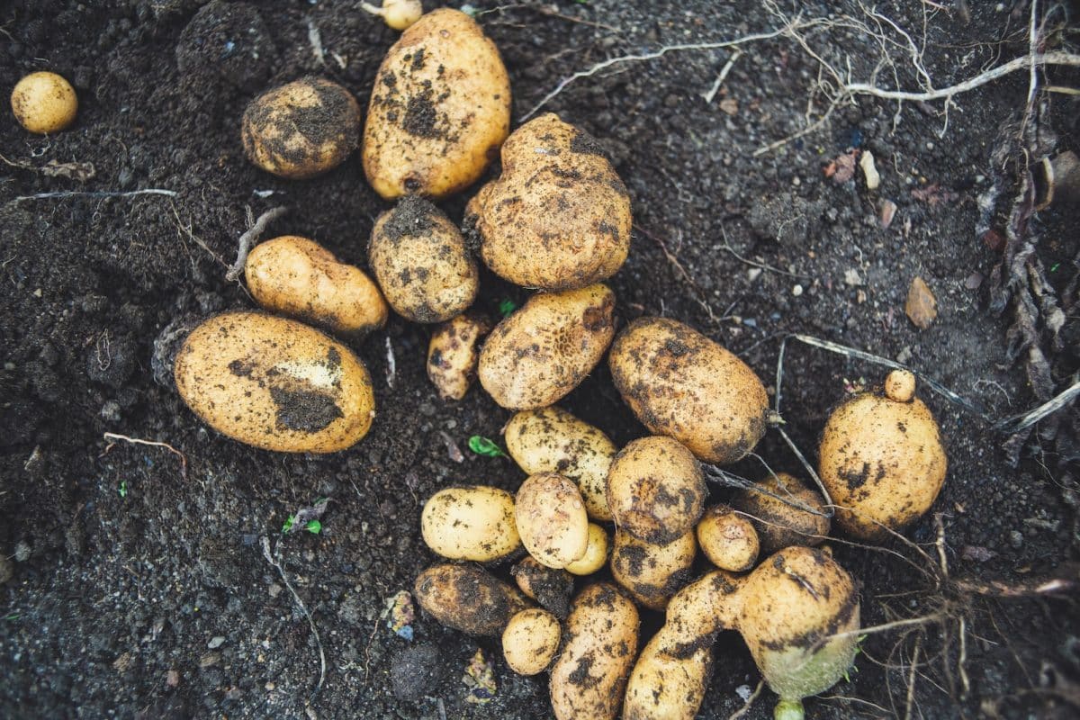 La meilleure manière de planter des pommes de terre ! Tout savoir sur la culture des pommes de terre 