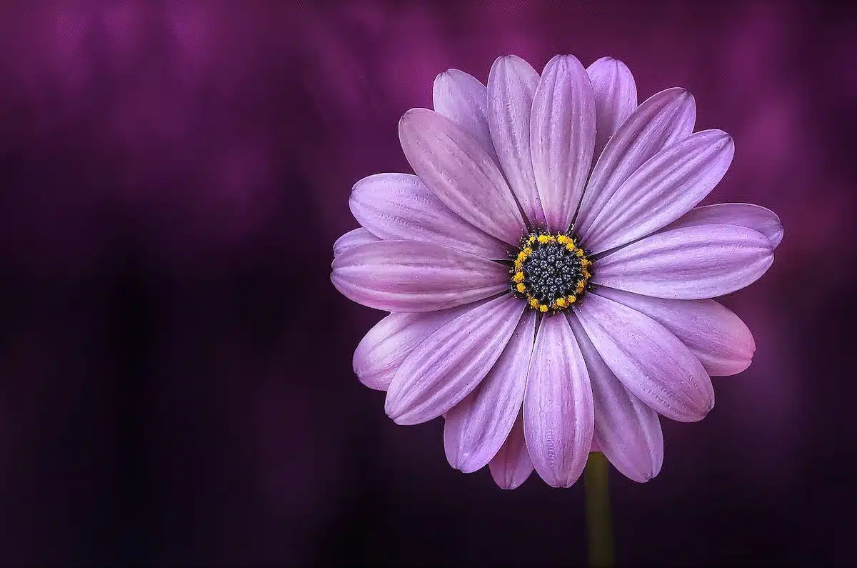 fleurs  astuces