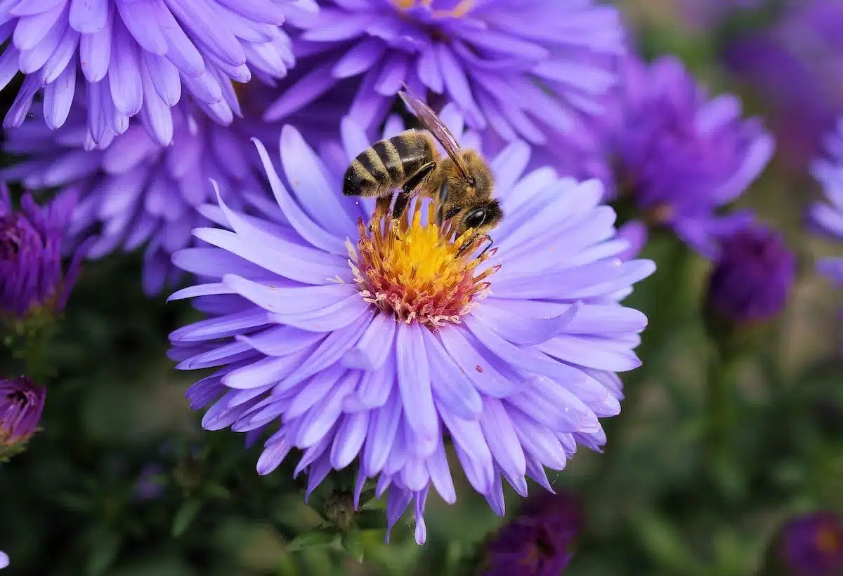 abeille fleurs