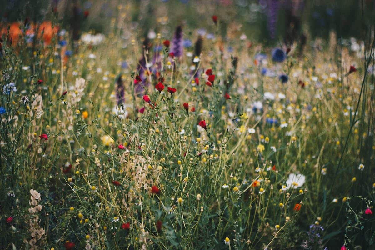 prairie fleurie