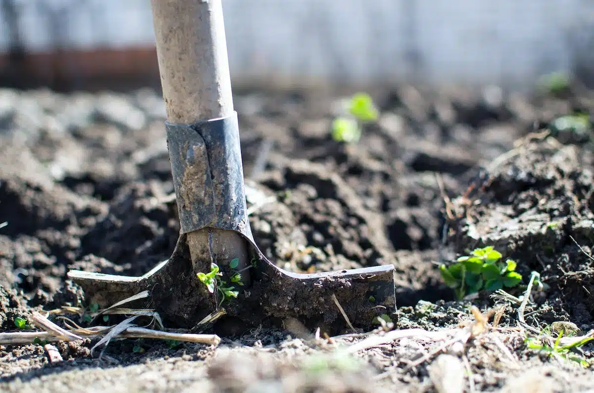 potager paillage