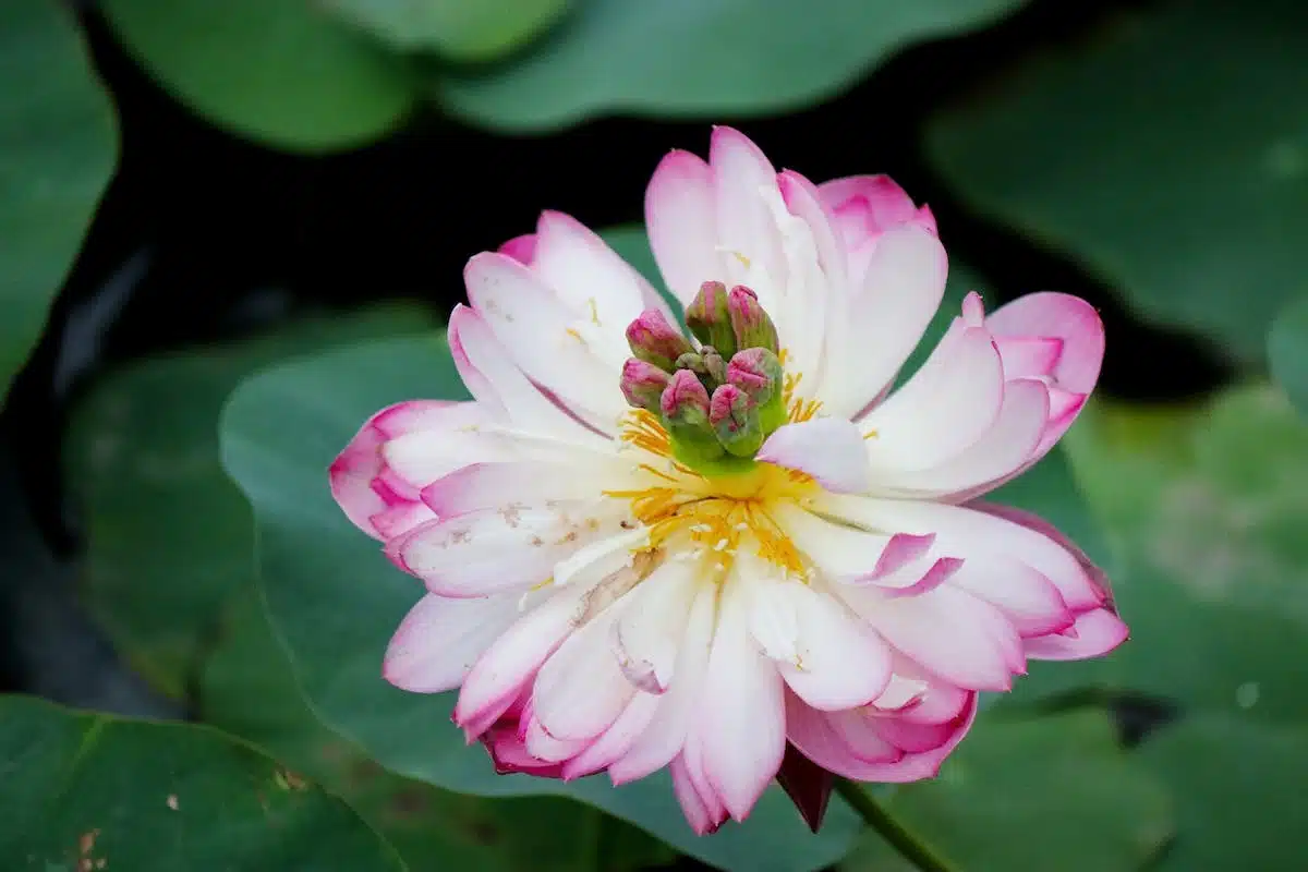 fleurs débutants