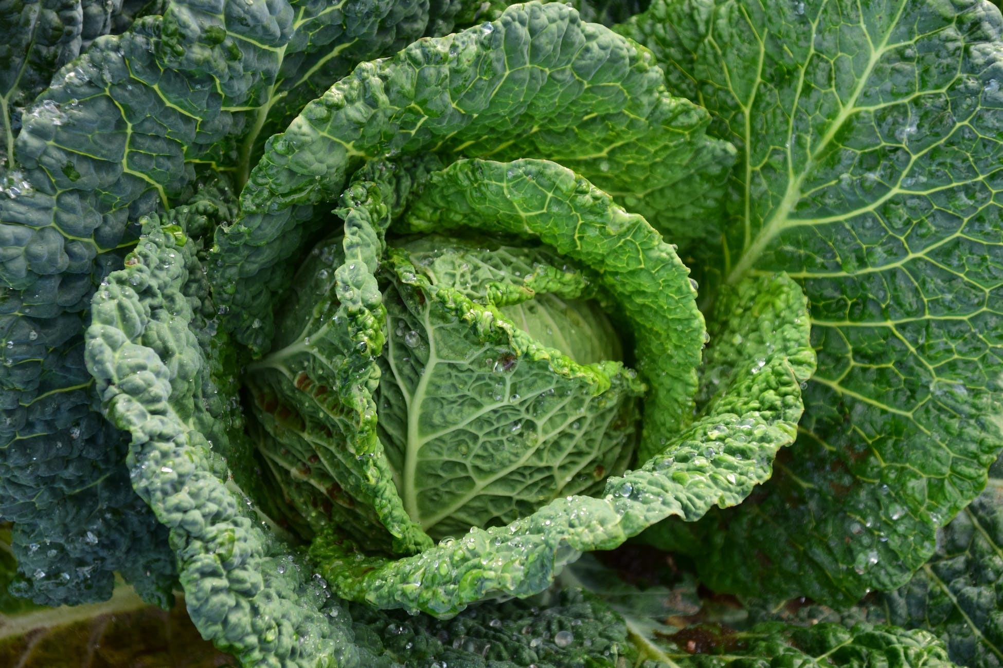 potager optimisé