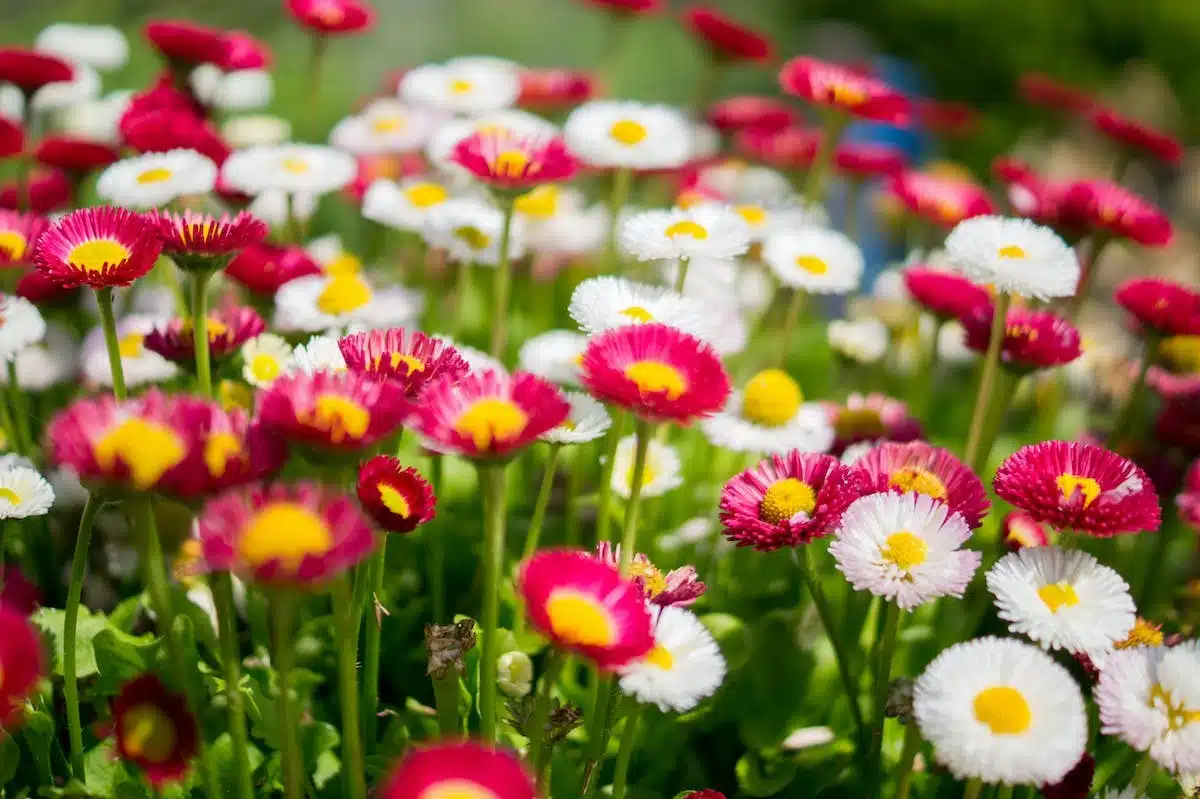 été fleurs