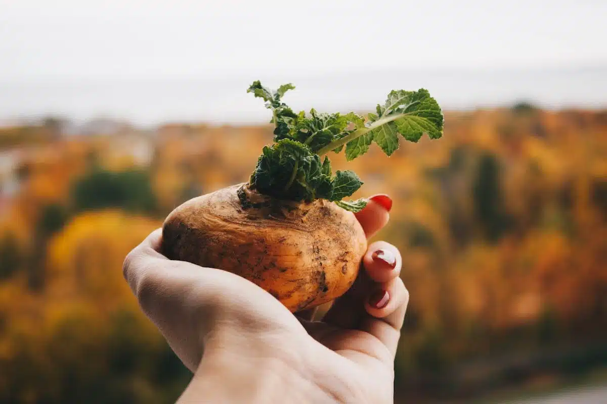 potager  légumes