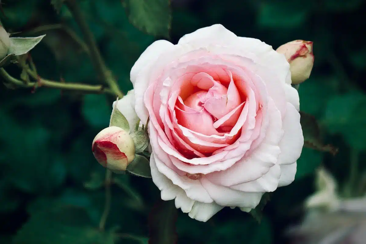 fleurs panachées
