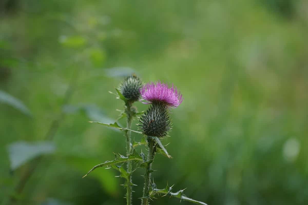 fleurs médicinales