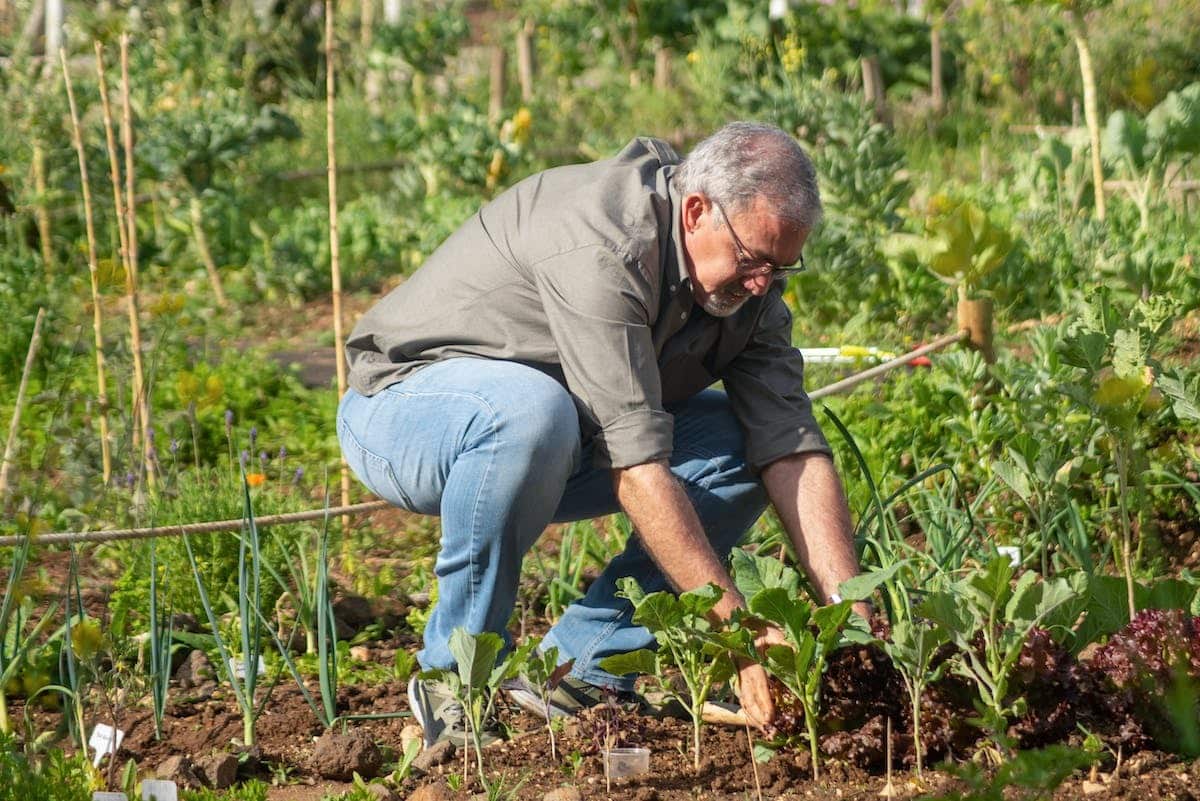 jardinage  légumes