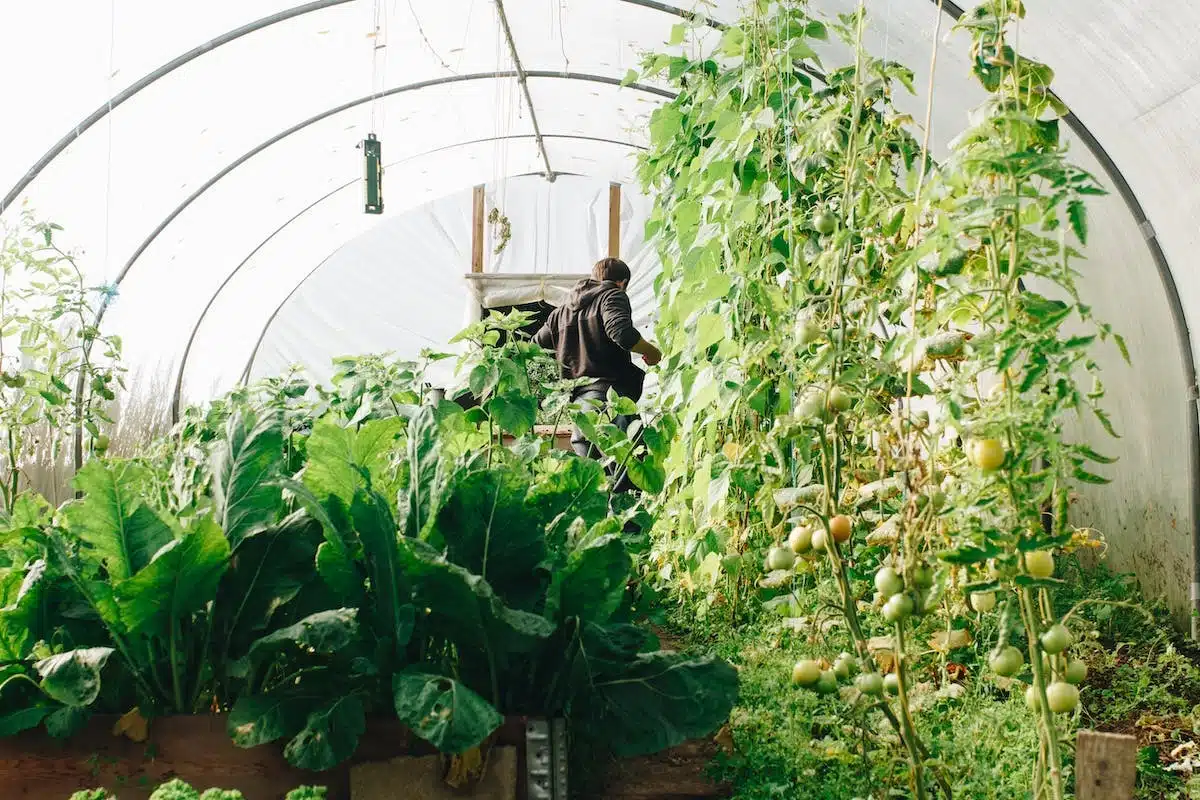 légumes potager