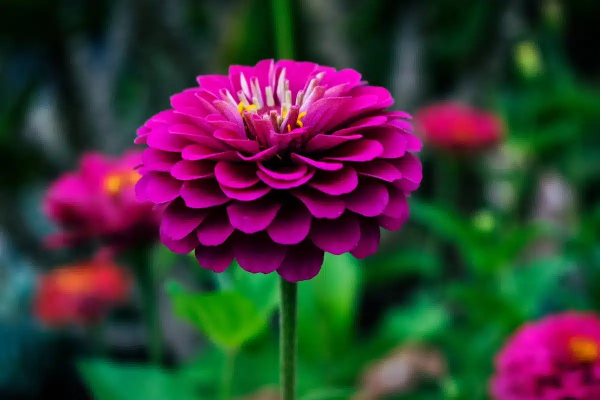 jardinage  fleurs