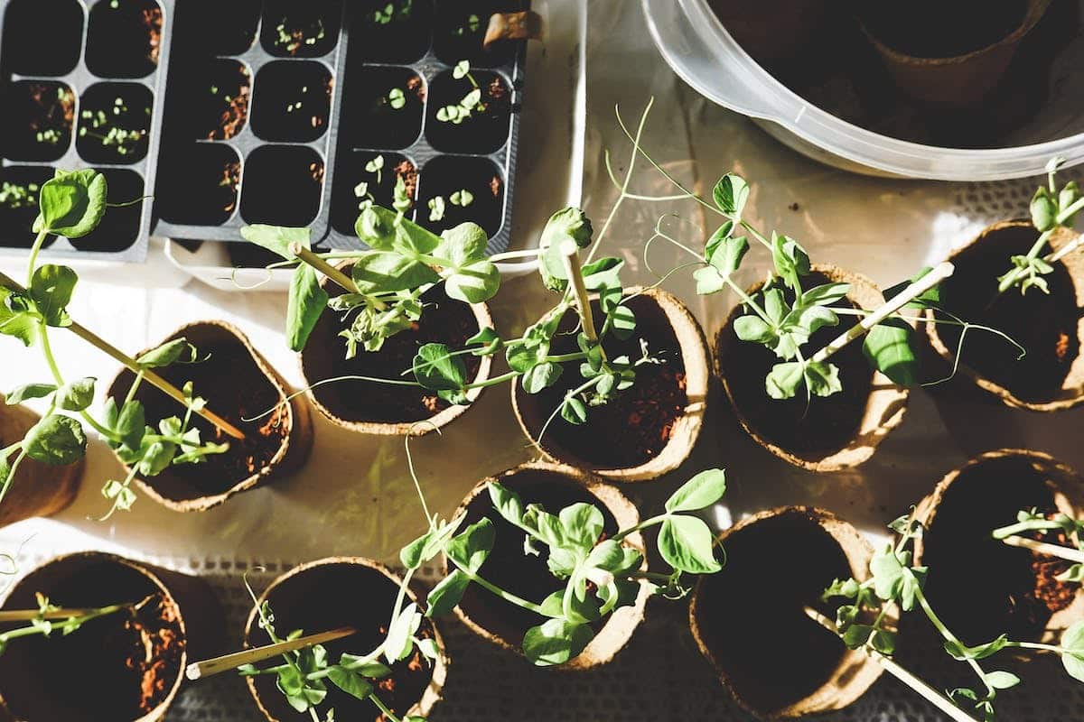 potager  préparation