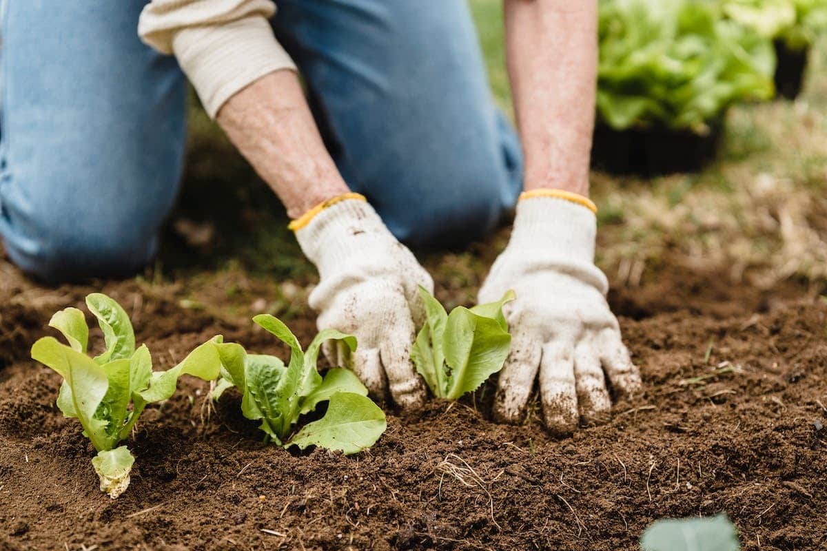 potager  carré