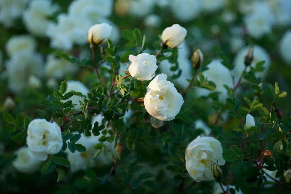 rosiers  entretien