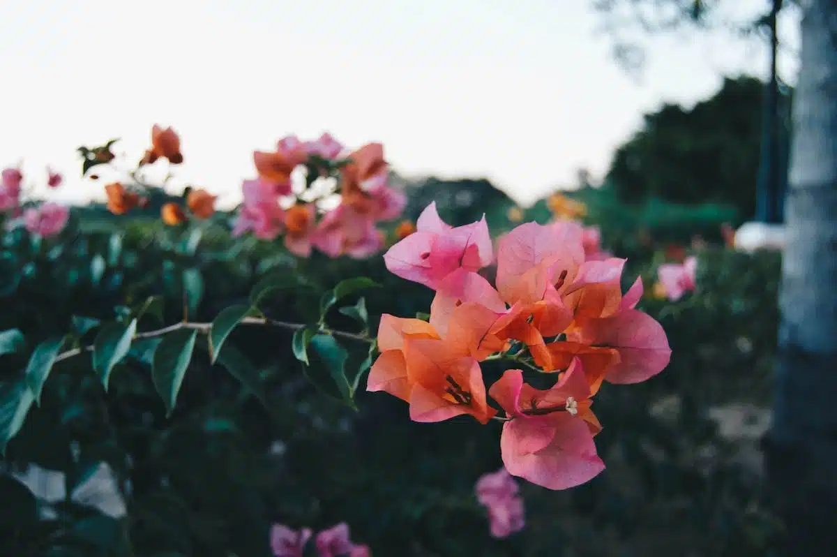 potager florissant