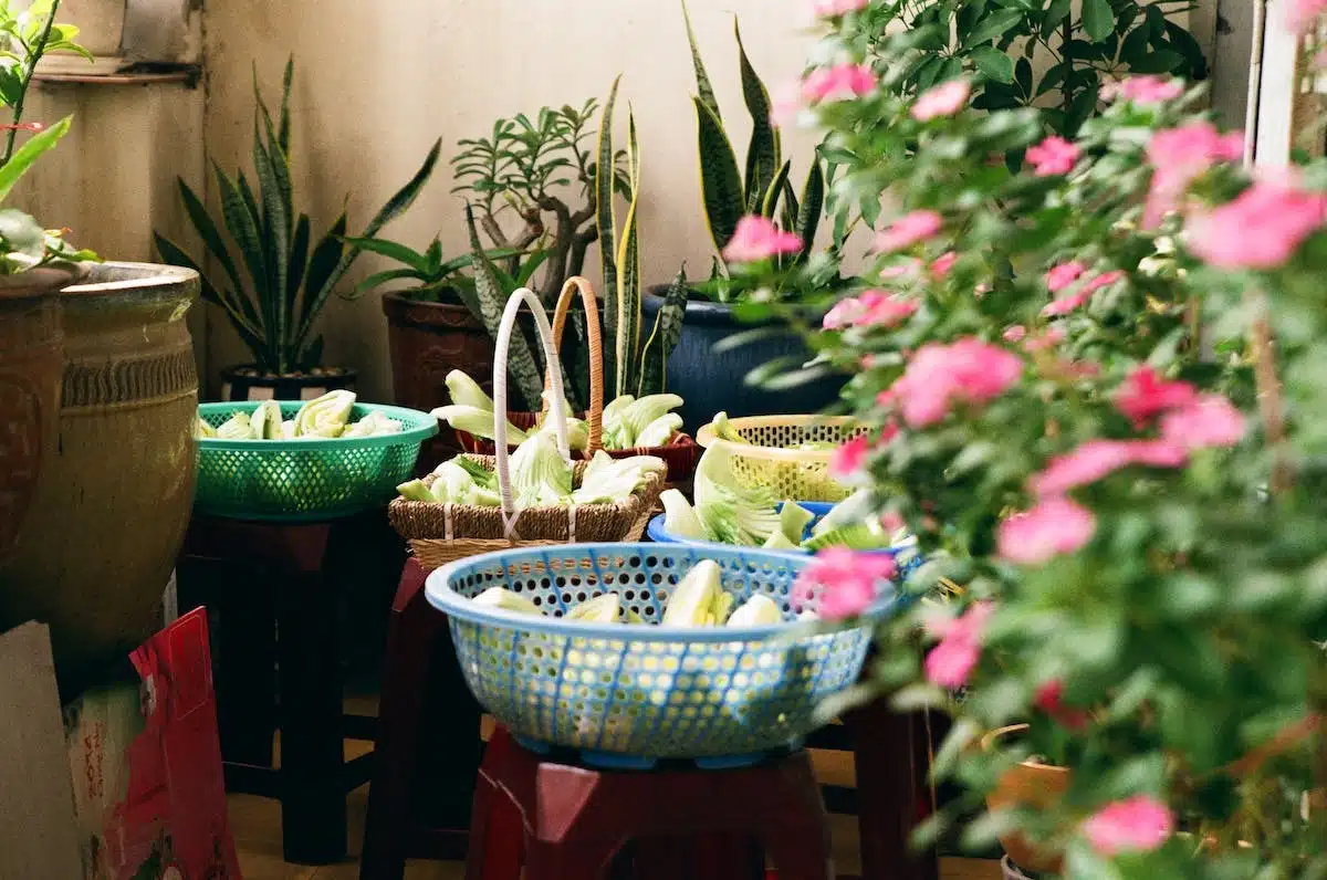 potager balcon