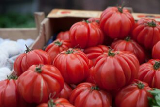 Tomates anciennes colorées dans un potager en pleine croissance