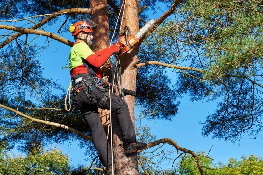 élaguer ses arbres paysagiste