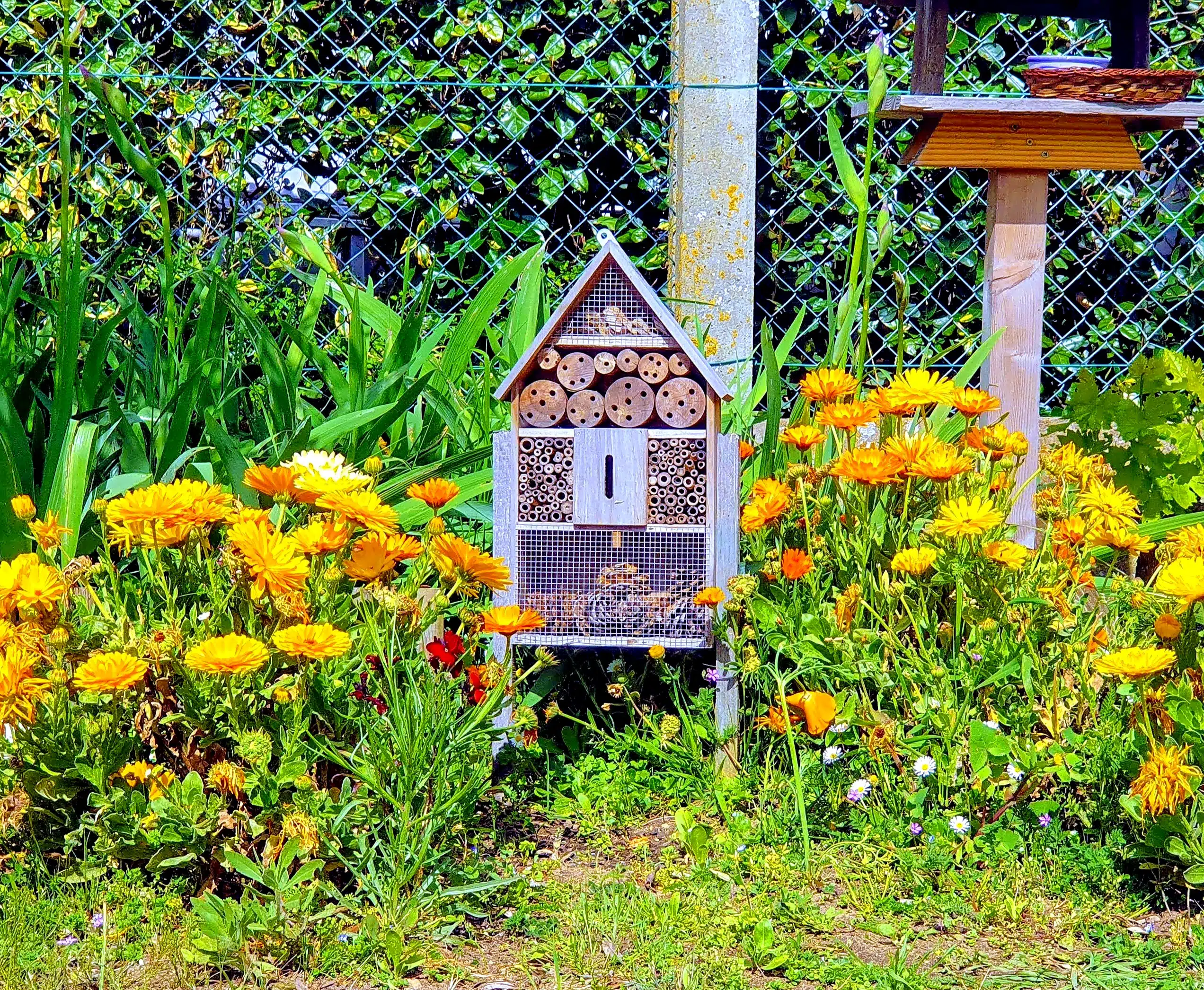 De la biodiversité dans son jardin