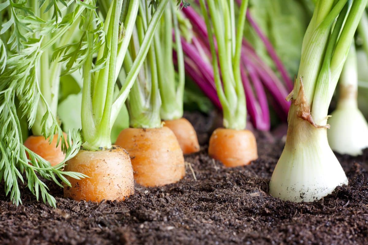 cultiver des fruits et légumes frais dans votre potager