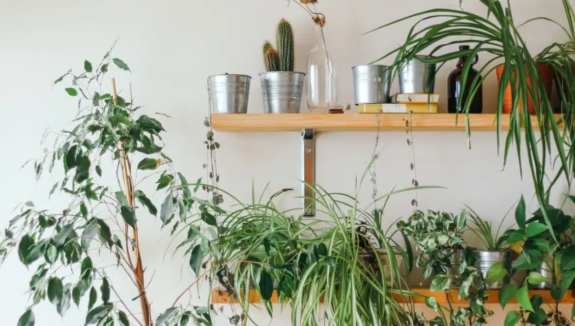 choisir ses plantes d'intérieur