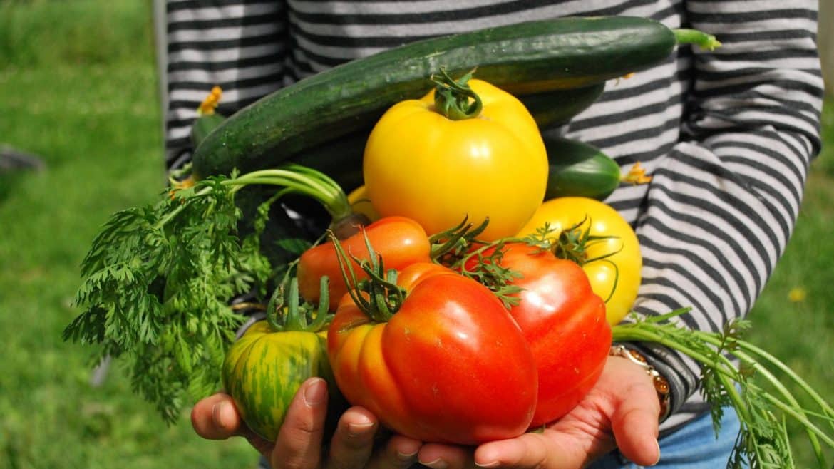 Comment installer un carré potager ?