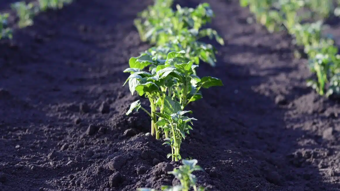 Cultivez des graines asiatiques pour une grande diversité de légumes originaux