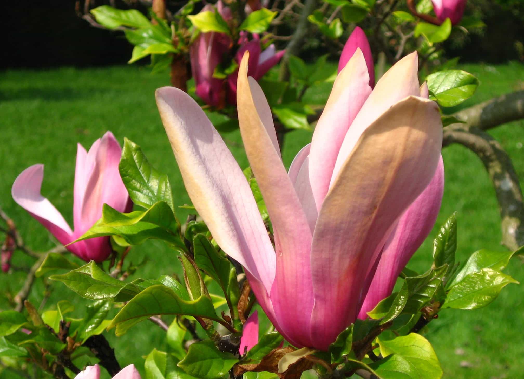 de culture du magnolia liliflora nigra