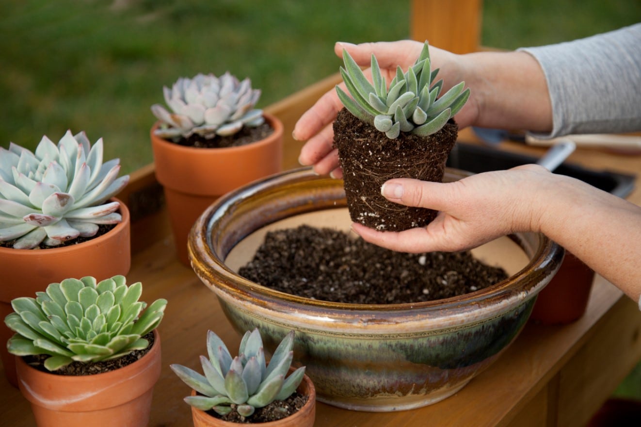 de plante grasse comment faire pour la réussir