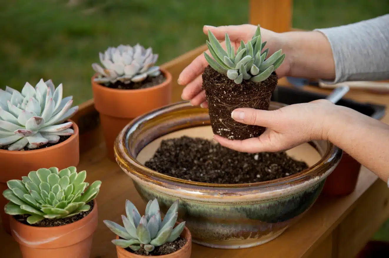 de plante grasse comment faire pour la réussir