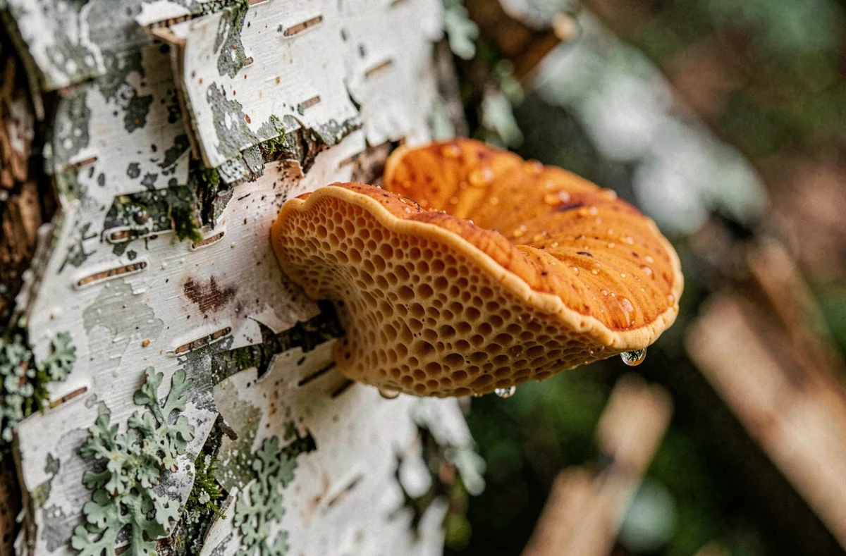 Gros plan macro sur un polypore orange avec détail de la structure de pores sur bois de bouleau mort