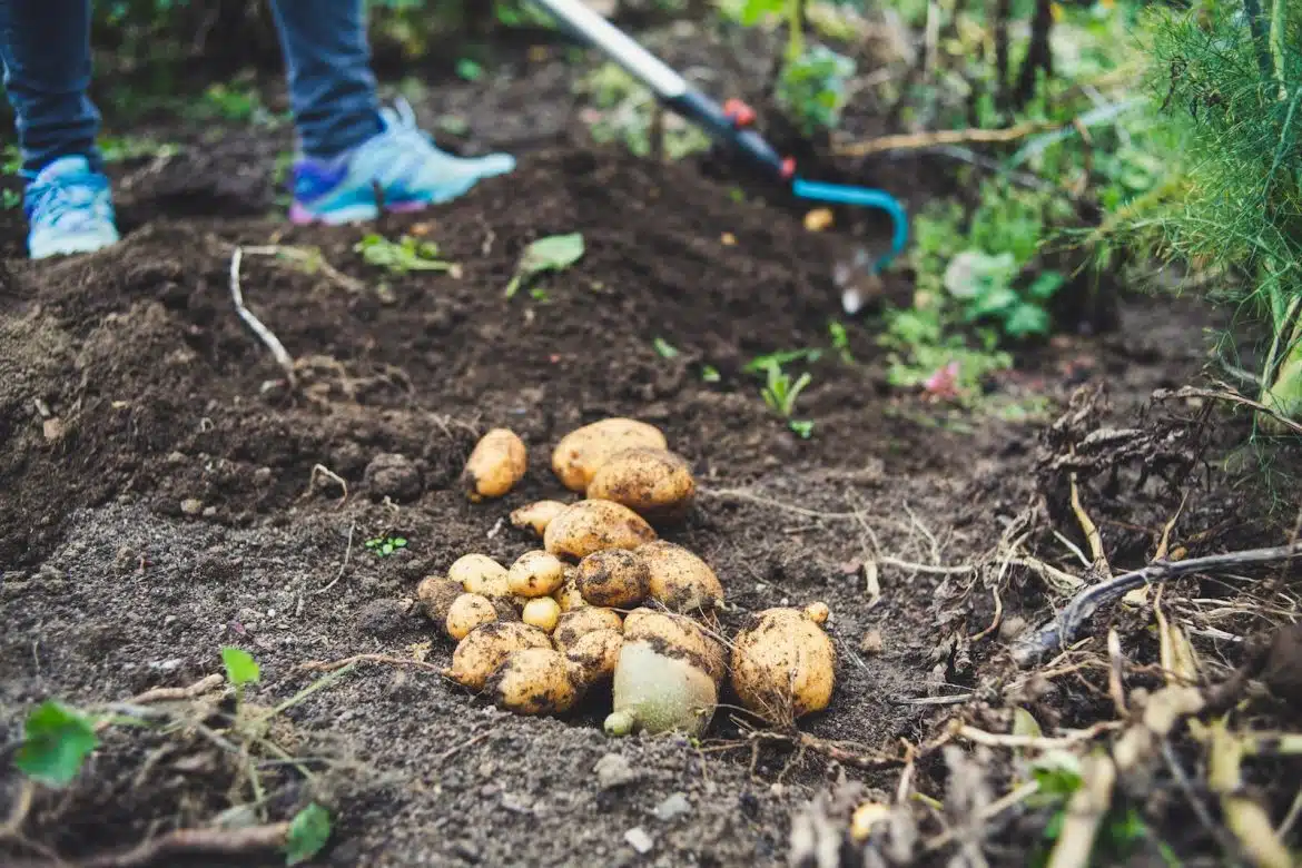 Optimiser l'espace au potager : quel espacement pour les pommes de terre ?