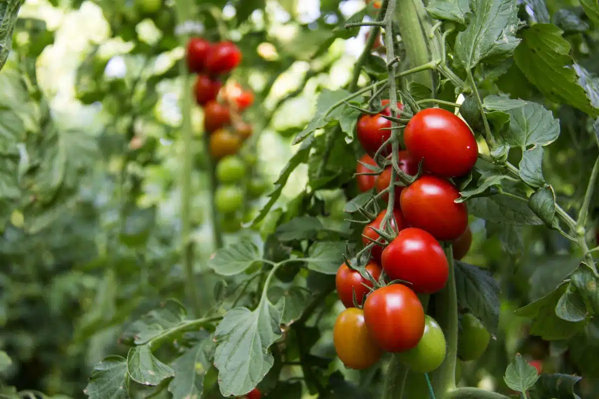 grappe de tomates