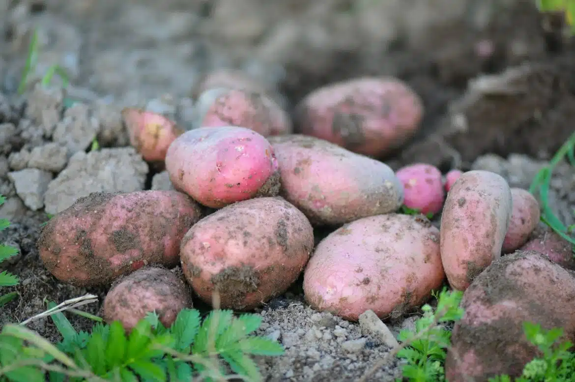 La meilleure manière de planter des pommes de terre ! Tout savoir sur la culture des pommes de terre