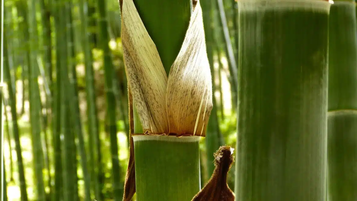 Les avantages de l'installation d'une haie de bambous