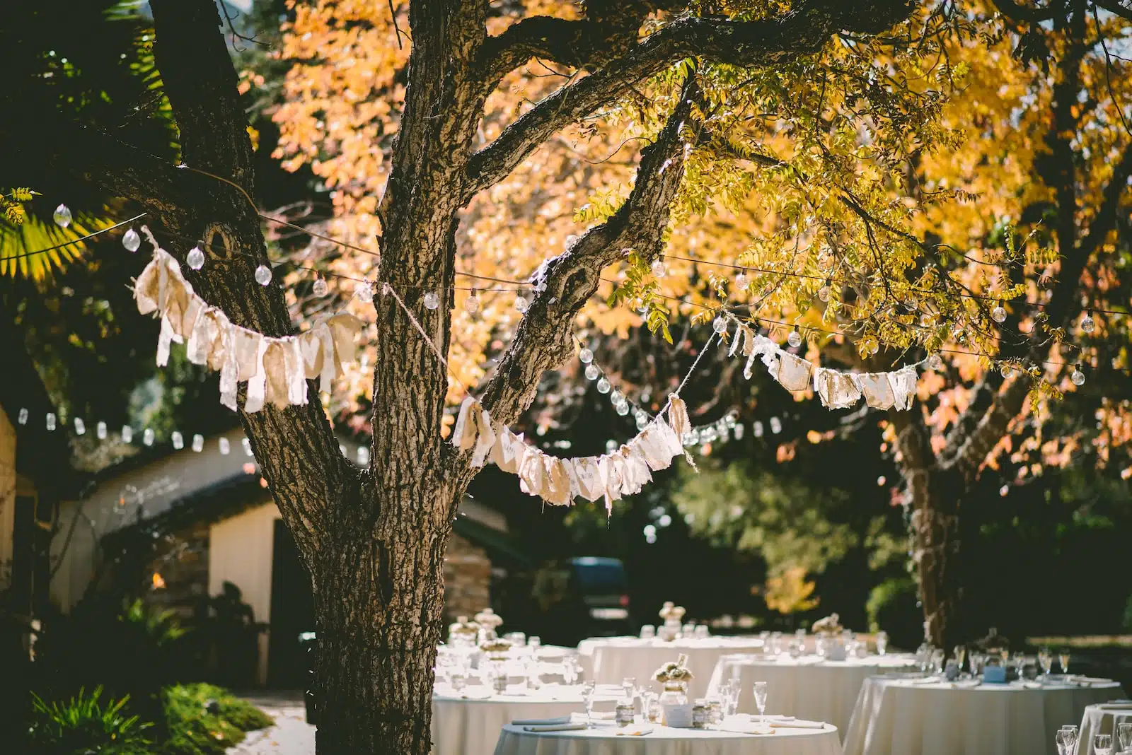 orange leafed tree with orange banderittas