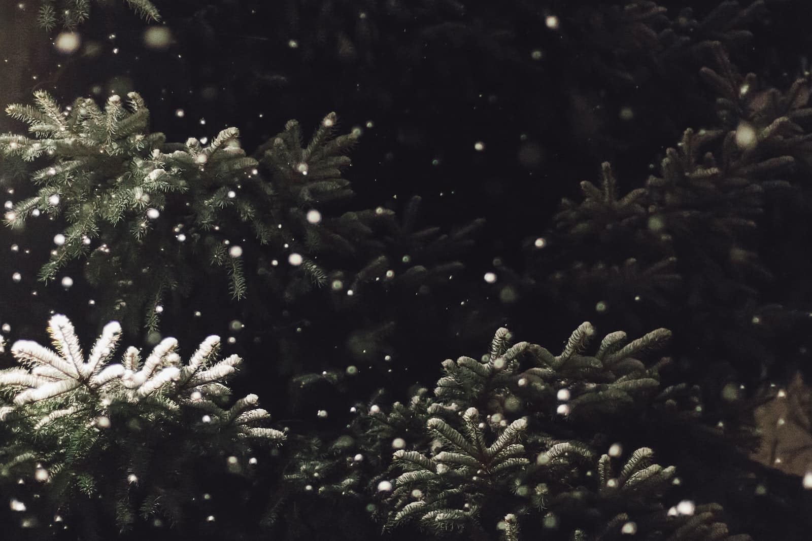 L’hiver arrive, accompagné de son lot de fraîcheur et de désagréments pour votre jardin. Malgré la beauté d’un voile de neige sur votre jardin, ce dernier peut nuire à la santé de votre espace vert. Alors, pour vous éviter de mettre en péril vos plantes, il existe quelques conseils que vous pouvez appliquer, et voici quelques exemples à suivre. Protégez vos plantes du froid avec un voile d’hivernage Pour commencer, il est important de prendre en compte l’impact que le gel peut avoir sur les plantations. Le gel peut détruire la racine de vos plantes et vous pouvez les perdre durant cette période hivernale. Vous pouvez alors mettre en place quelques moyens pour éviter de perdre des arbres et des plantes dans votre jardin. Vous pouvez trouver de nombreux conseils sur le site pretajardiner.com. Le premier indispensable pour cet hiver, c’est le voile d’hivernage. Cette protection permet de garder de la chaleur au sein du voile. Ce type de protection peut se trouver en jardinerie, mais vous pouvez aussi le confectionner vous-même avec une toile de jute. Les végétaux sont fragiles, vous devez veiller à leur protection pour ne pas avoir de mauvaises surprises au printemps prochain. Vous pouvez aussi disposer un voile d’hivernage sur les jeunes pousses d’arbres, souvent fragiles et pas encore bien implantées dans la terre. Pour les arbres déjà grands, le voile d’hivernage est inutile, car l’arbre n’a pas besoin d’être mis à l'abri du froid. Déplacer les plantes pour les protéger de la fraîcheur Dans le cas où vous avez la possibilité de déplacer vos plantes, qu’elles soient en pot ou en terre, vous pouvez les disposer le long d’un mur de votre maison. De cette manière, vos végétaux seront sur le sol, mais protégés du froid. En effet, coller les plantes sur un mur de votre maison permet de limiter l’impact du vent froid sur vos plantes. S’il s’agit d’agrumes ou de plantes que vous pouvez mettre en pot, vous pouvez également les protéger en les disposant à l’intérieur de votre maison, comme dans un garage ou une véranda. Il suffit d’adapter le lieu en fonction des besoins de la plante. Certaines plantations ne peuvent pas être déplacées, à cause de la quantité de bois ou la taille de l’arbre. Dans ce cas, vous pouvez déposer du paillage au pied de l’arbre, en respectant un calendrier pour ne pas mettre trop de paillis. Organiser une fête l’hiver Pour des fêtes de fin d’année originales, pourquoi ne pas décorer votre jardin pour l’occasion ? Si organiser une fête dans son jardin l’hiver peut paraître compliqué, il suffit d’un peu d’imagination. Par exemple, vous pouvez décorer le passage qui mène de votre portail à votre porte d’entrée avec des bougies LEDs (qui ne risqueront pas d’être éteintes par le vent et le mauvais temps), des plantes d’hiver ou encore des décorations d’extérieures de lutins, de rennes et de Père Noël ! Vous pouvez aussi installer des guirlandes autour de la maison. Cela ajoutera un côté féérique à vos célébrations. D’autres astuces efficaces pour contrer le gel Une fois que le froid s’est installé, il est souvent trop tard pour contrer l’impact de l’hiver. Alors pour protéger votre jardin et votre potager, il faut anticiper. Par exemple, si votre potager n’est pas à l'abri sous une serre, vous allez devoir mettre du paillis au pied de vos pousses de légumes pour les préserver. Vous pouvez procéder à cette solution avec de la paille, des feuilles mortes que vous trouvez dans votre jardin, mais également du compost. Tous les éléments que vous pouvez trouver dans votre jardin et qui pourraient protéger du froid et apporter des minéraux à vos plantes. Avant que l’hiver s’installe dans votre jardin, vous pouvez redonner de la force et de la vivacité à votre sol en aérant la terre. De cette manière, le sol va avoir un regain de minéraux pour passer l’hiver comme il se doit. Vous pouvez alors bêcher le sol et le mélanger avec du terreau ou du compost. Le jardinage est important, et vous pouvez anticiper vos actions contre le froid dès l’automne, pour protéger votre jardin dès les premières fraicheurs. Une fois l’hiver passé et lorsque le printemps arrive, vous pouvez réadapter les plantes progressivement. Étudier les saisons aide à prendre soin de vos fleurs, légumes et arbustes. Vous pouvez aussi tailler vos végétaux pour retirer les branches mortes ou abîmées de vos arbres. Protéger son jardin en hiver : les indispensables