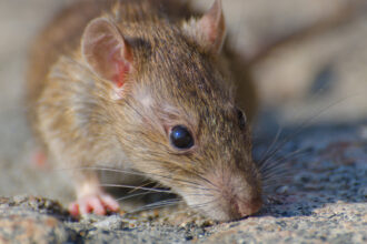 Rats et rongeurs au jardin : comment agir avant que la situation ne dérape ?