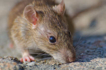 Rats et rongeurs au jardin : comment agir avant que la situation ne dérape ?