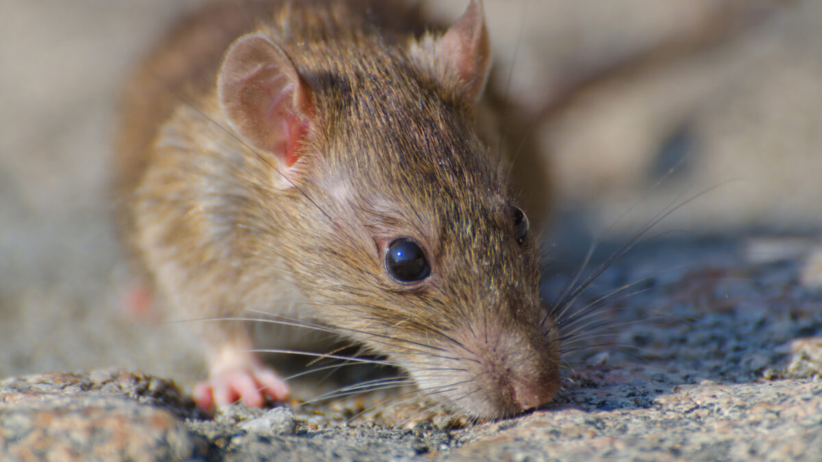 Rats et rongeurs au jardin : comment agir avant que la situation ne dérape ?